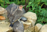 Northern Flicker_0331.jpg