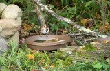 Harris's Sparrow_1147.jpg