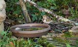 Harris's Sparrow_1233.jpg