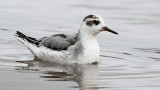 Waterbirds