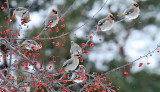 Bohemian Waxwing_3464.jpg