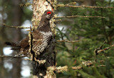 Spruce Grouse_7461.jpg