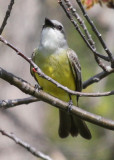 Kingbird_8448.jpg