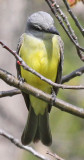 Kingbird_8451.jpg