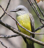 Tropical/Couch's Kingbird - May 2016