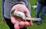 Alder Flycatcher_326.jpg