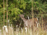 Sambar