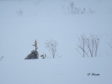 Harfang des neiges / Snowy Owl