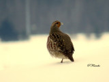 Perdirx grise / Gray Partridge