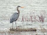 Grand Hron / Great blue Heron