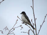Tyran tritri / Eastern Kingbird