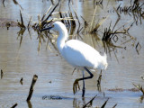 Aigrette neigeuse / Snowy Egret