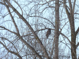 Chouette Lapone - Great Grey Owl