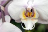 Phalaenopsis Hybrid