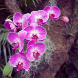 Phalaenopsis Brother Formosa Love