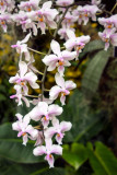 Phalaenopsis schilleriana