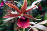 Phaius tankervilleae, Rabins Ravin