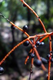 Local Flora