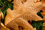 Oak leaf and rain drops