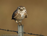 Burrowing Owl-8964.jpg