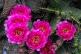 7 Prickly Pear Cactus flowers in bloom