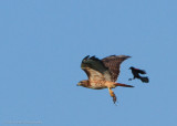 Attack in progress Redwing Blackbird goes after a hawk
