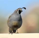 Male California Quail-2.jpg