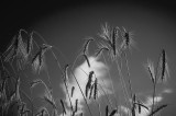 Wheat in black and white