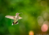 Hummingbird 3
