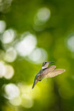 Hummingbird 6