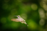 Hummingbird 9