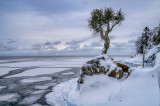 Witches Tree