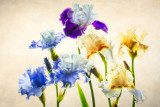 Irises