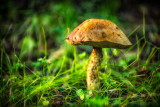 Mushroom, brown