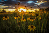 Black-Eyed Susans