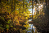 Magical autumn scene