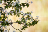 Serviceberry in bloom