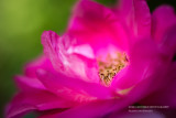 Pink Rose, close up