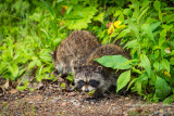 Two little raccoons 