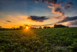 Sunset over a soybean field