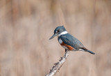 KINGFISHER, BELTED