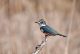 KINGFISHER, BELTED