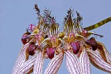 Bulbophyllum Lovely Elizabeth