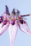 Bulbophyllum Lovely Elizabeth