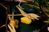 Catasetum fimbrialum