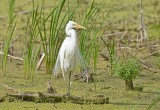 Egret, Great