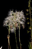 Habenaria medusa Cats Wiskers