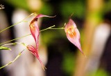Lepanthes dalessandroii