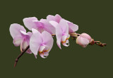 Phal. Melody