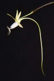 Polyrrhiza Lindenii (Gost Orchid)